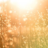 sunlight